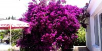 019-bougainvillae-ferienhaus-casa-calma